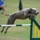 weimaraner